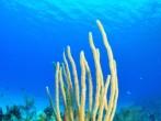 Soft Corals, Grand Cayman