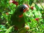 Cuban Amazon parrot on Grand Cayman Island