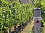 Pinot Noir sign on grape vine in Gibbston valley in Otago, south Island of New Zealand.;