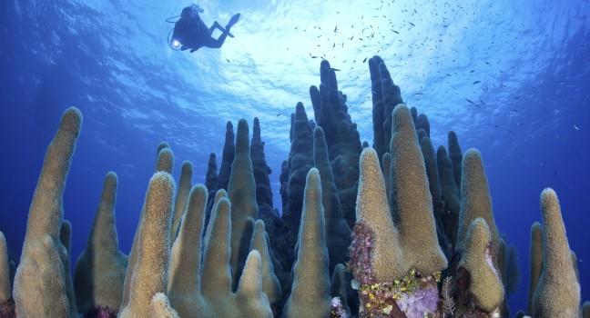 A diver explores a coral reef highlighted by reef-building corals off Grand Cayman in the Caribbean Sea.