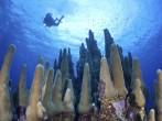 A diver explores a coral reef highlighted by reef-building corals off Grand Cayman in the Caribbean Sea.