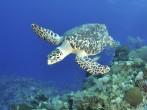 Hawksbill Turtle ontop of the wall, Grand Cayman.