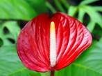 Vivid red, waxy leaves, and tall erect white and yellow spadex, this Anthurium thrives in the shade of ferns on the Big Island of Hawaii at the Panaewa Rain Forest Zoo.