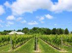 Beautiful Winery natural background in the Hampton
