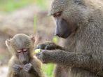 A baby olive baboon and his mother (Papio Anubis) in  Gombe Stream Game Reserve, Tanzania