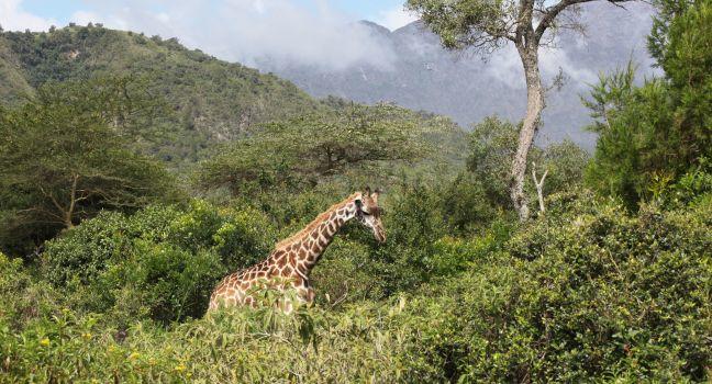 Giraffe in Arusha National Park, Tanzania 
