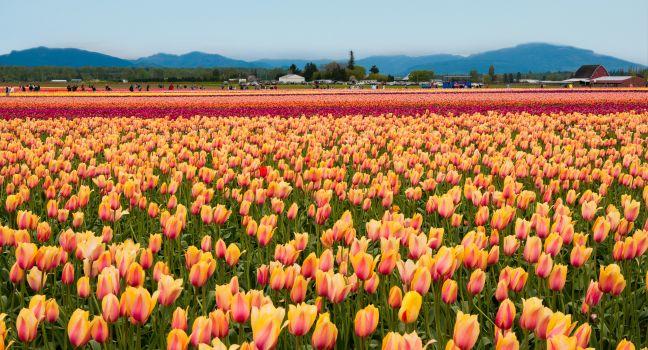 Yellow-pink tulips on the field in Sequim, Washington
