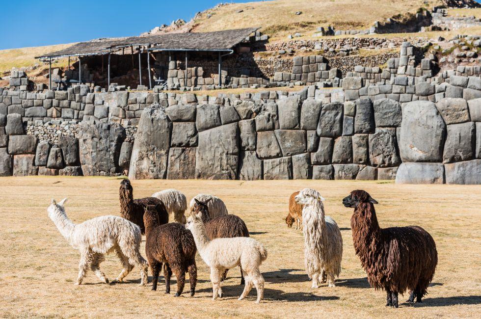 Alpacas at Sacsayhuaman, Incas ruins in the peruvian Andes at Cuzco Peru