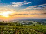 Sunrise at Beaujolais vineyard