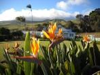 Anna Ranch, Kamuela, Hawaii 189/365. A historic landmark with beautiful gardens. 