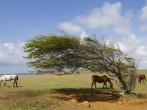 Horses at South Point graving around a wind blown tree.