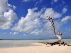 a single tree standing on Harbor Island / Bahamas