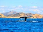 humpback whale tail/ fluke; Shutterstock ID 134877776; Project/Title: Fodor's Los Cabos ebook; Downloader: Fodor's Travel
