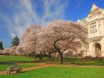 Cherry blossoms in bloom, University of Washington campus, Seattle, WA.